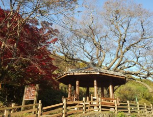 보호수로 지정된 느티나무_계절의 변화 가을 11월
